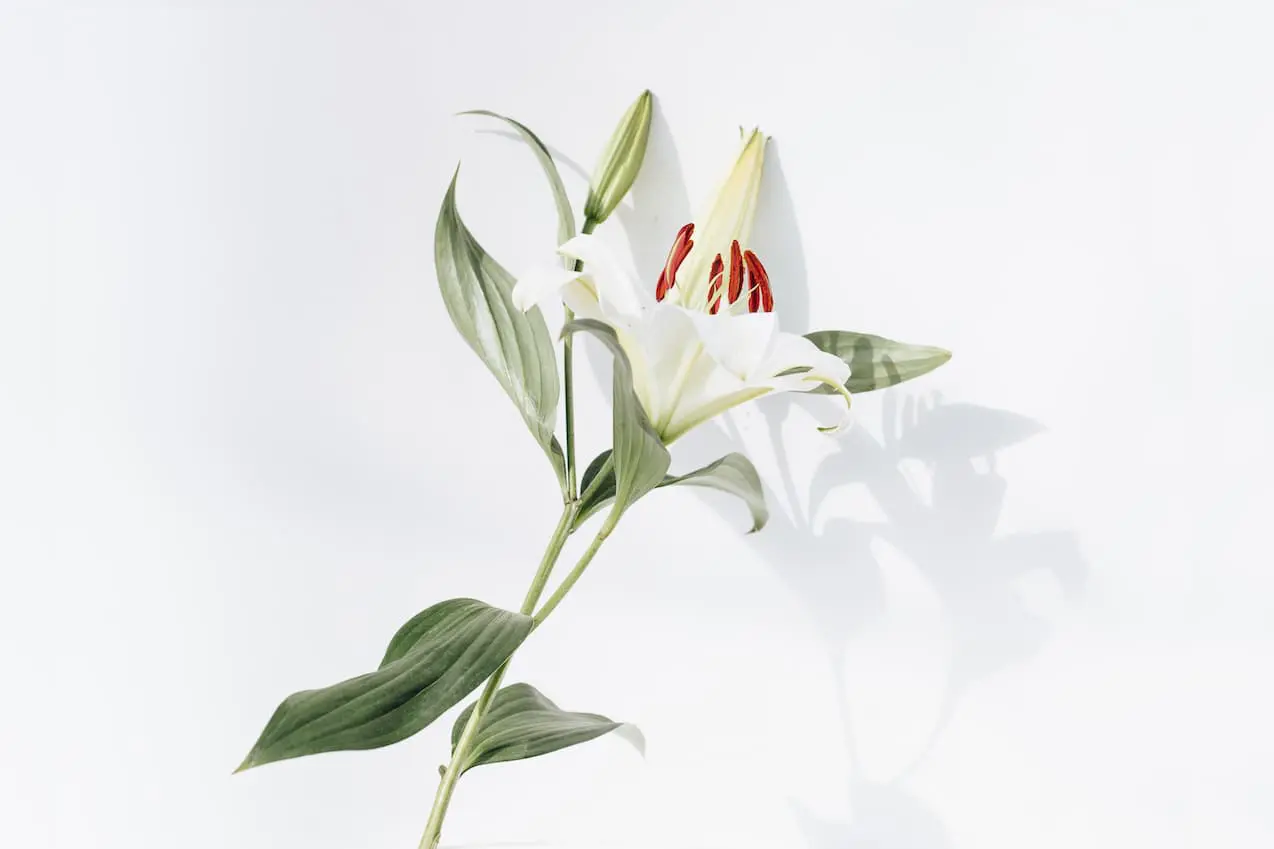 Hutarino Furniture main image