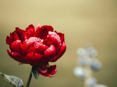 配送関係のおしらせ12月