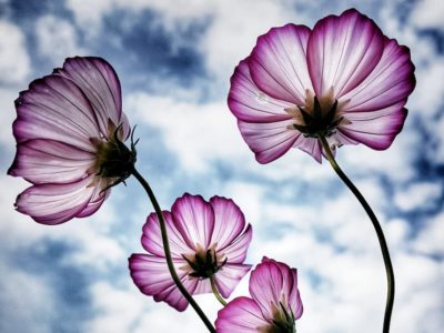 棚卸しのお知らせ