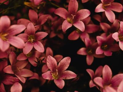 HUTARINO 棚卸 2022年 12月