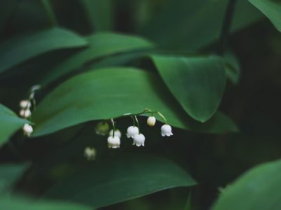 配送関係のお知らせ