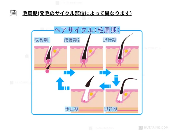 毛周期について