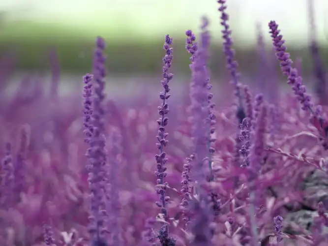 リードディフューザーの選び方 ラベンダーの効能について