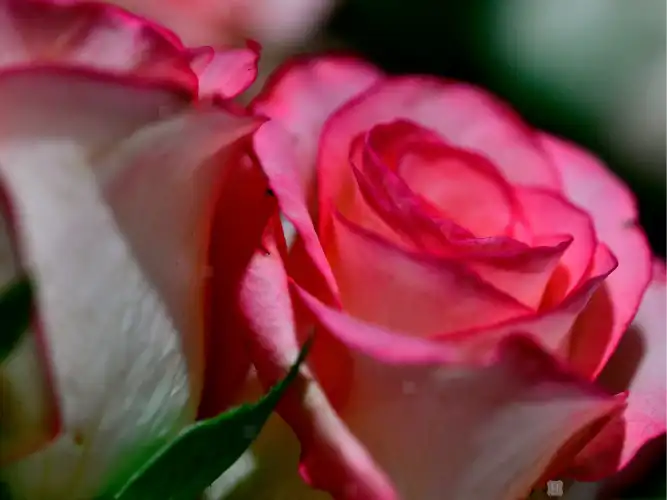 リードディフューザーの選び方 ローズの効能について