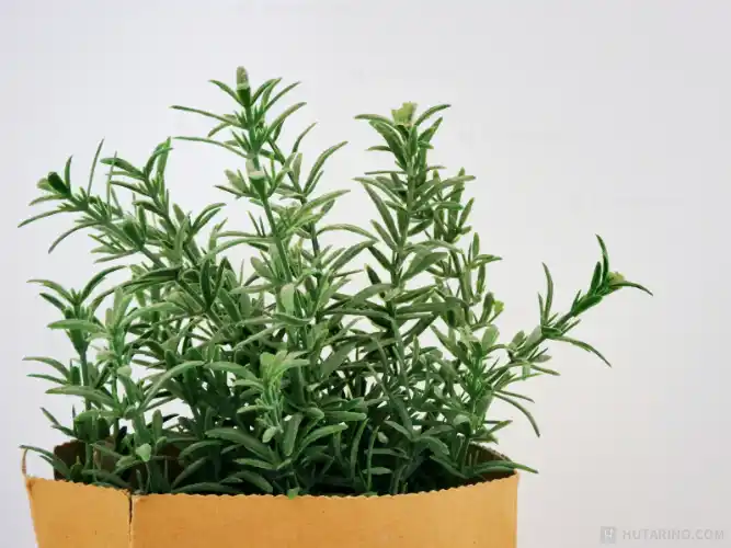 リードディフューザーの選び方 ローズマリーの香りの特徴を示す写真