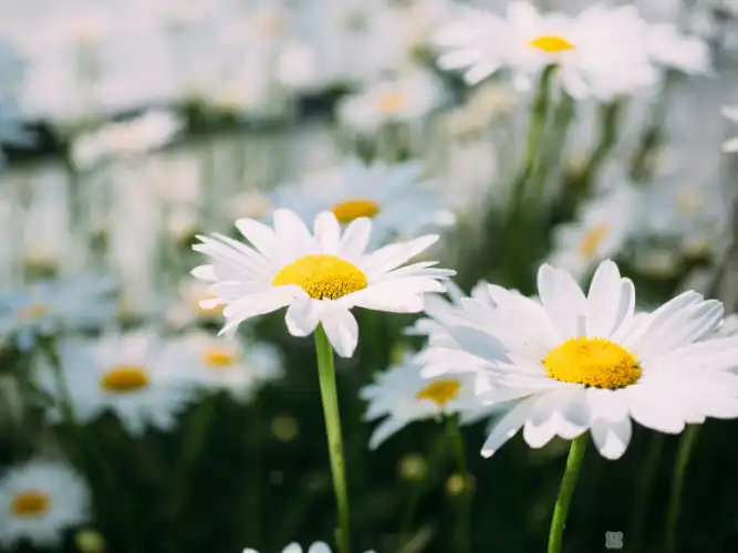 リードディフューザーの選び方 カモミールの効能について