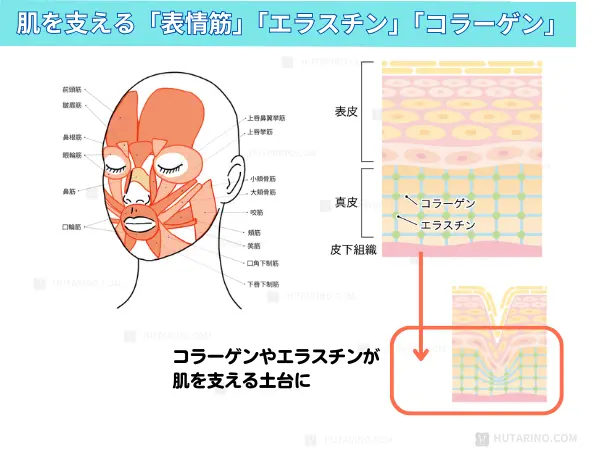 表情筋とお肌の土台となるコラーゲンとエラスチンのイラスト