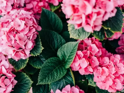 2023 7月の配送のお知らせ